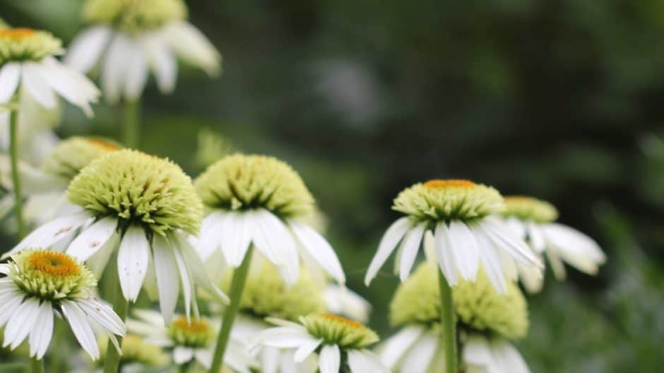 Coconut+lime+echinacea